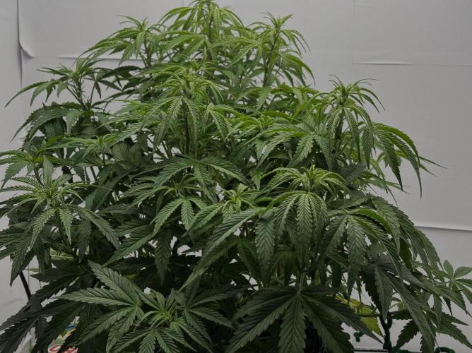 Sour Jealousy Auto. Week 6