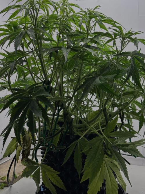 Sour Jealousy Auto. Week 6