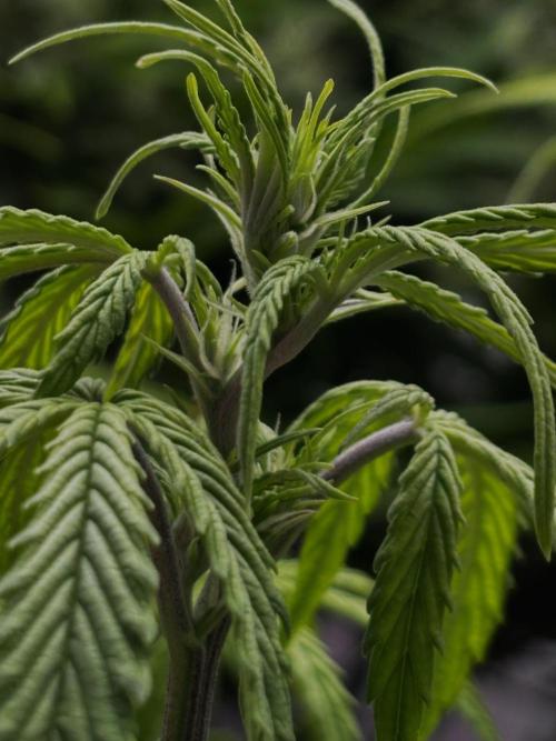 Sour Jealousy Auto. Week 6