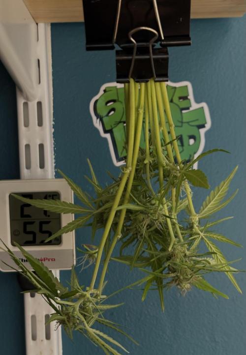 Original Moby Dick Auto. Week 9 - Samples :)