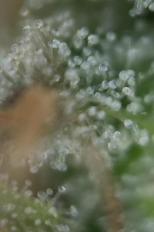 Original Moby Dick Auto. Week 9