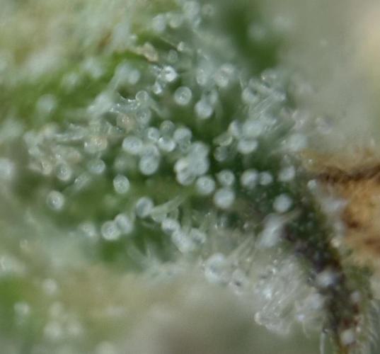 Original Moby Dick Auto. Week 9