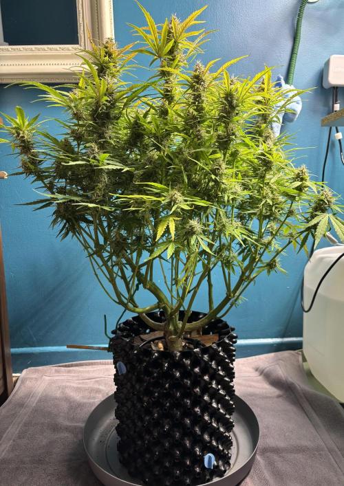 Original Moby Dick Auto. Week 9