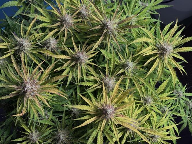 Original Moby Dick Auto. Week 9