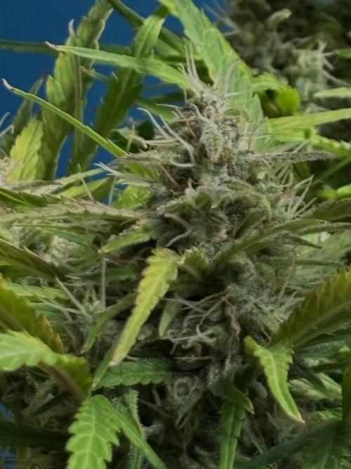 Original Moby Dick Auto. Week 9