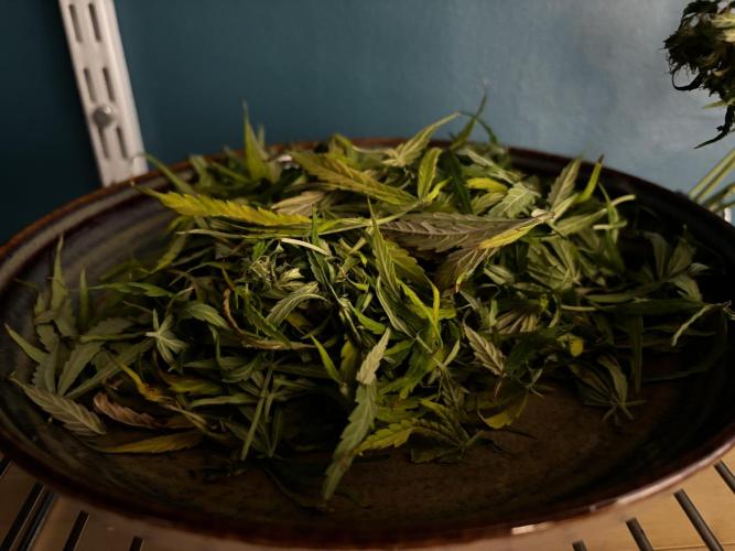 Original Moby Dick Auto. Week 10