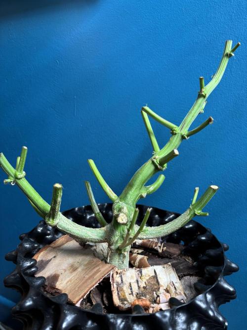 Original Moby Dick Auto. Week 10