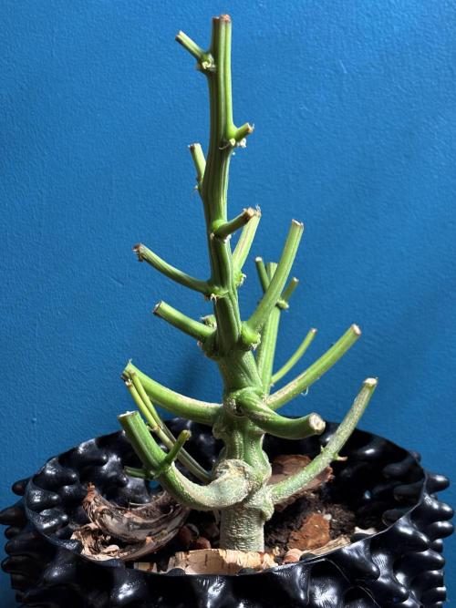 Original Moby Dick Auto. Week 10