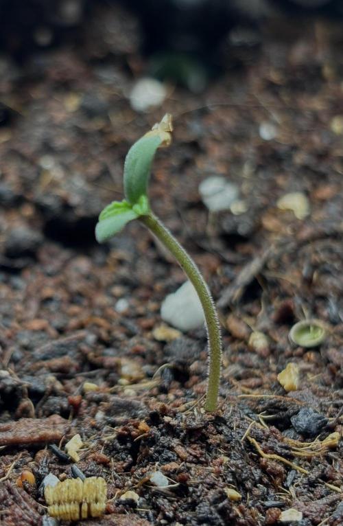 Papaya Cookies Auto. Week 1 - Day 1