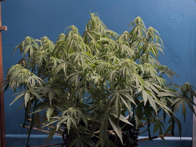 Sour Jealousy Auto. Week 7 - SJ 