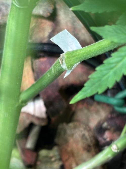 Sour Jealousy Auto. Week 7 - Bubu