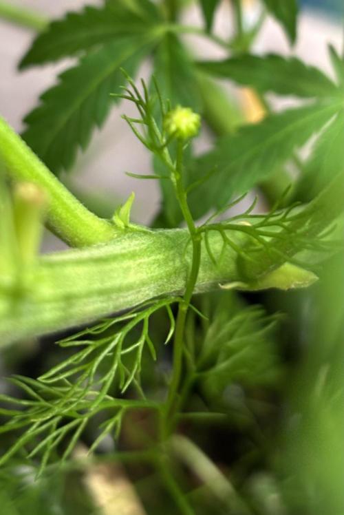 Sour Jealousy Auto. Week 7 - Chamomile 