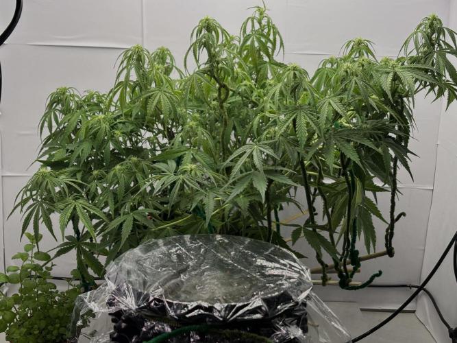 Sour Jealousy Auto. Week 7 - SJ with her sis PC