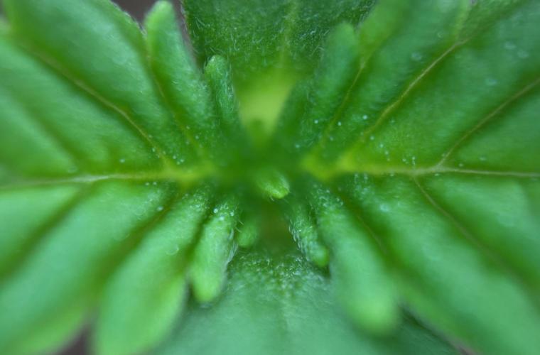 Papaya Cookies Auto. Week 1 - Day 3