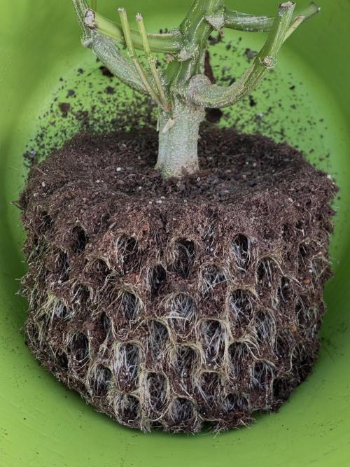 Original Moby Dick Auto. Week 10