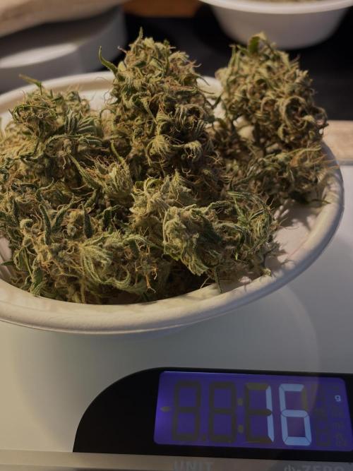 Original Moby Dick Auto. Week 10 - #1