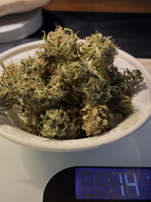 Original Moby Dick Auto. Week 10 - #3