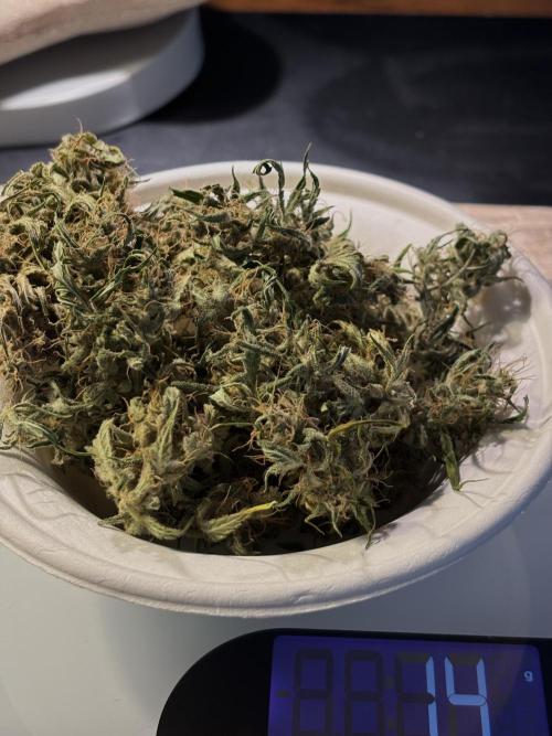 Original Moby Dick Auto. Week 10 - #4