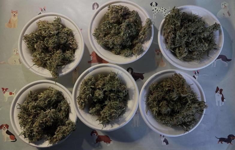 Original Moby Dick Auto. Week 10