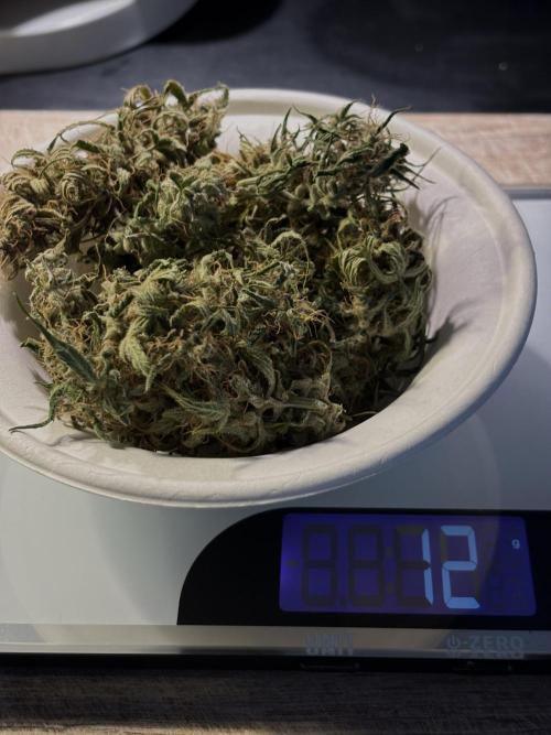 Original Moby Dick Auto. Week 10 - #5