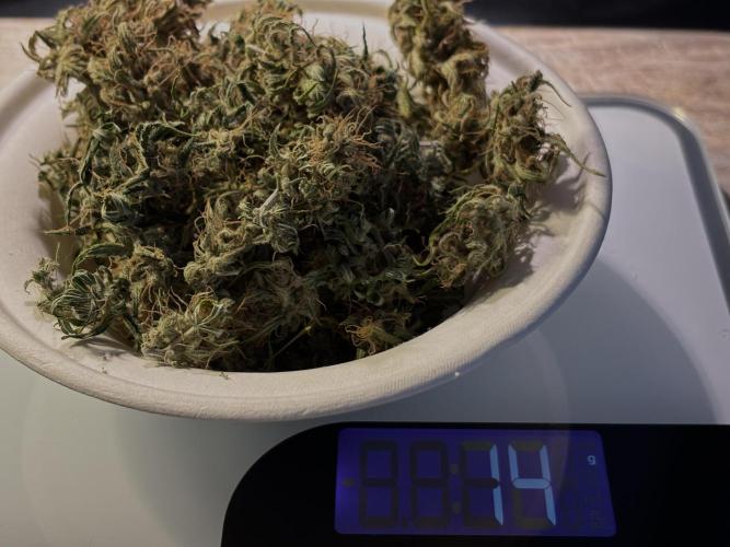 Original Moby Dick Auto. Week 10 - #6