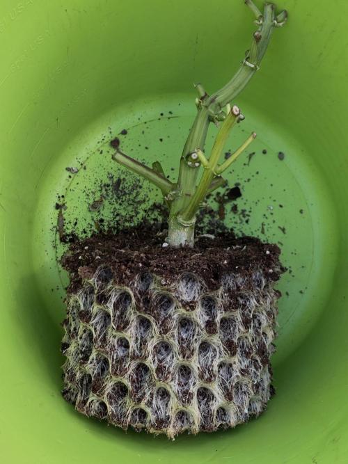 Banana Purple Punch. Week 9