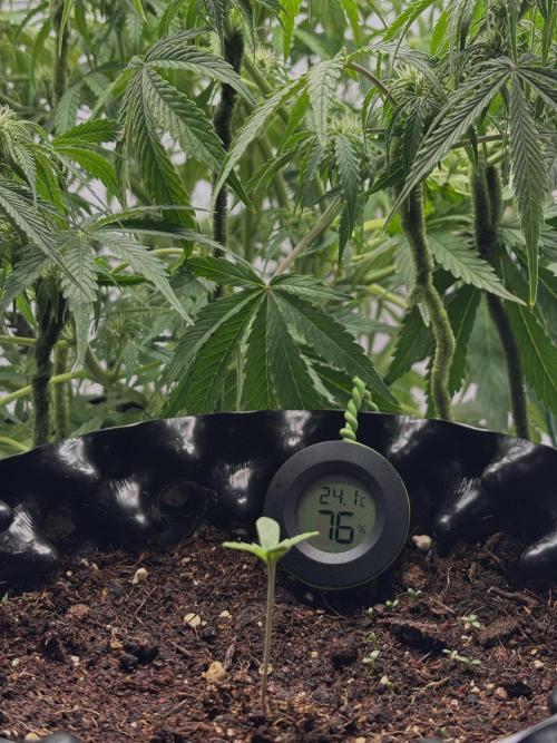 Papaya Cookies Auto. Week 1