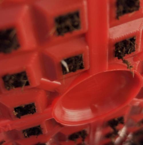 Papaya Cookies Auto. Week 1 - Day 5__I couldn't believe that the root reached the bottom of the pot already. 