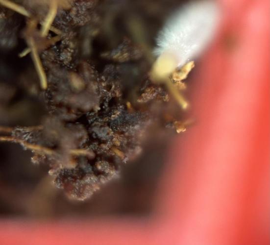 Papaya Cookies Auto. Week 1