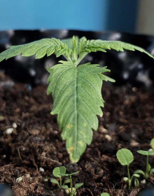 Papaya Cookies Auto. Week 2