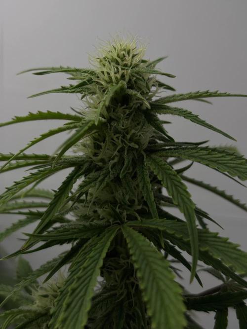 Sour Jealousy Auto. Week 9