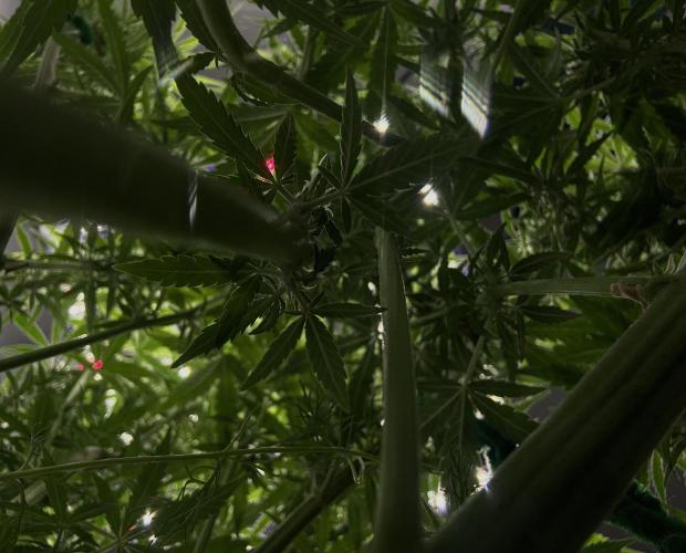 Sour Jealousy Auto. Week 9 - Imagine… for all the gnats, this is their sky…