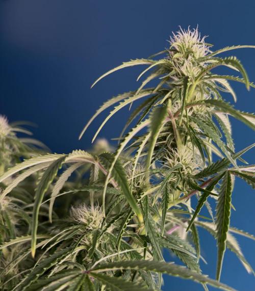 Sour Jealousy Auto. Week 9