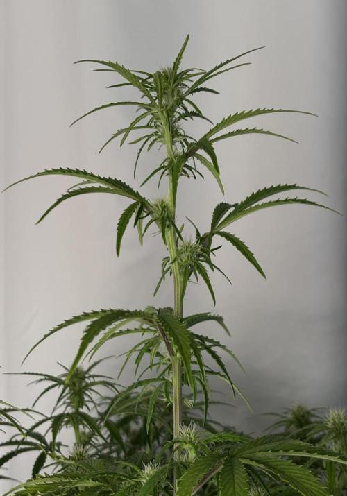 Sour Jealousy Auto. Week 9