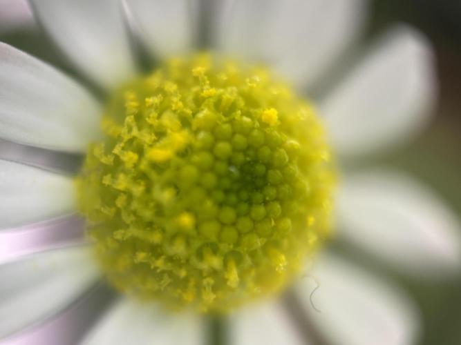 Sour Jealousy Auto. Week 9