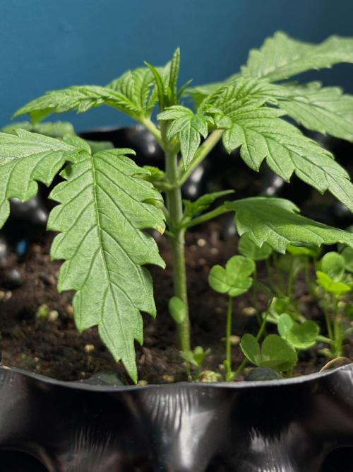 Papaya Cookies Auto. Week 2 - Day 10. Looks much better, doesn't she?