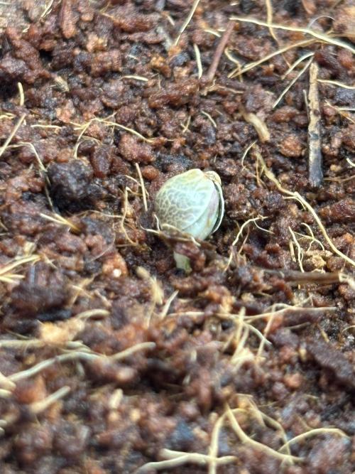 Lemon Cherry Cookies Auto. Week 0