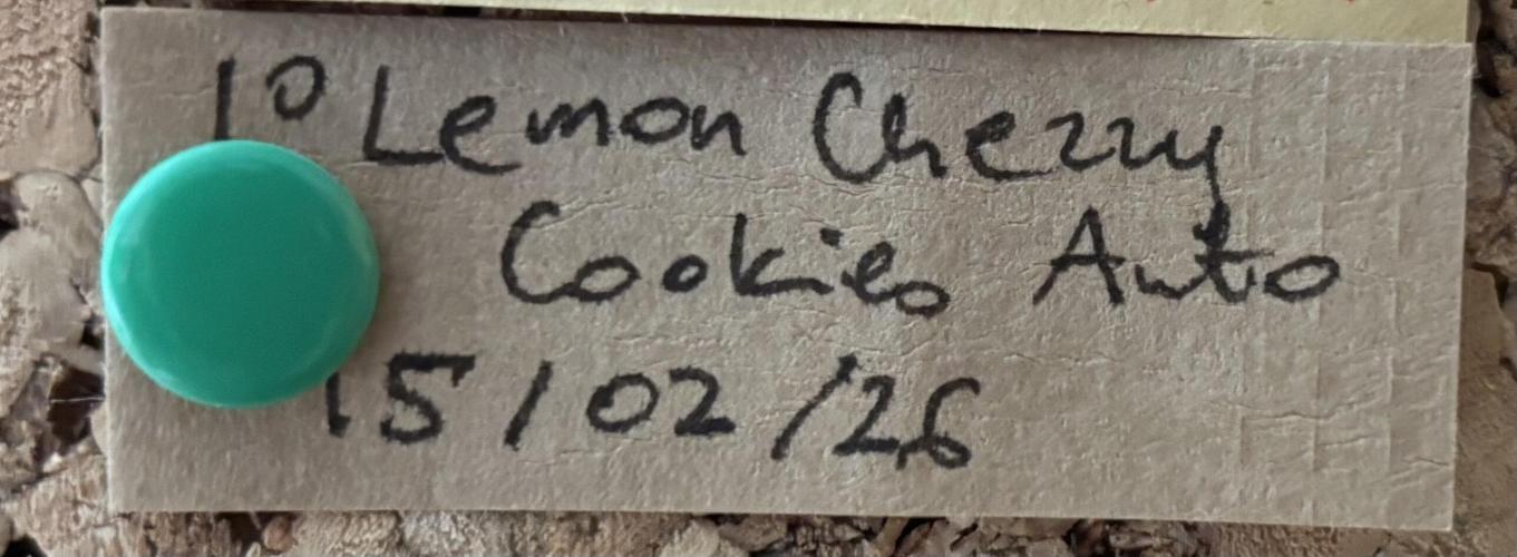 Lemon Cherry Cookies Auto. Week 0