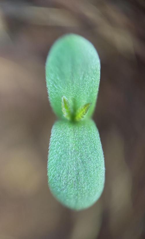 Lemon Cherry Cookies Auto. Week 1 - DOB 17/02/26