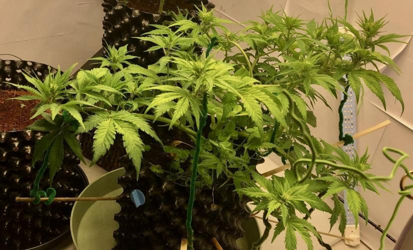 Papaya Cookies Auto. Week 6 - Papaya Cookies Day 40