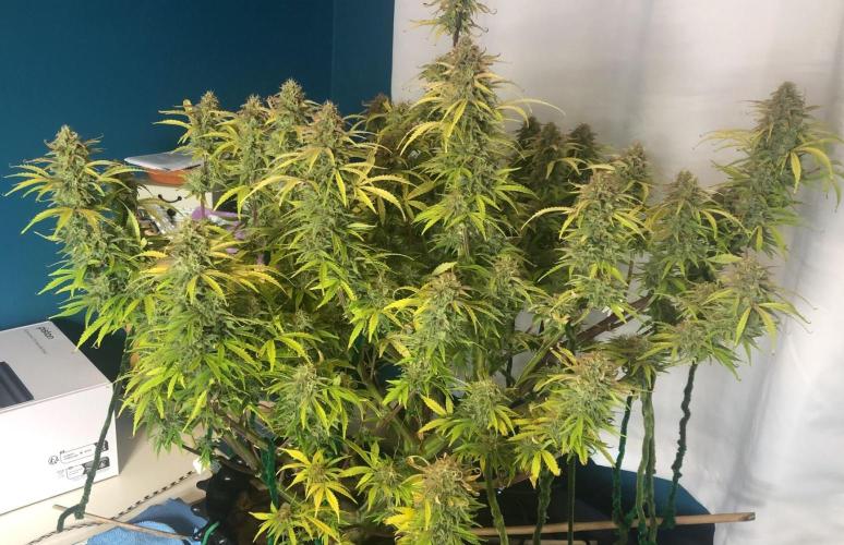 Sour Jealousy Auto. Week 11 - Day 77