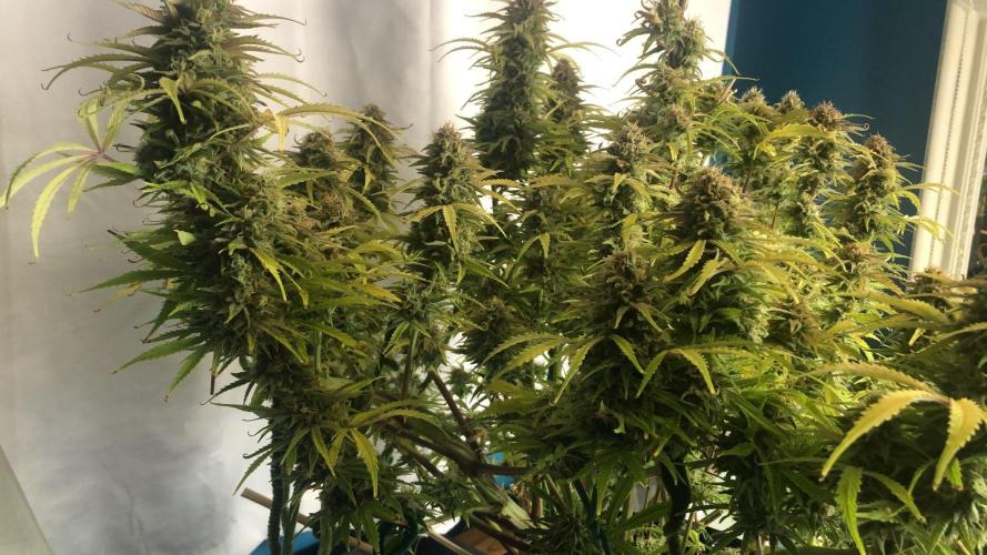 Sour Jealousy Auto. Week 11