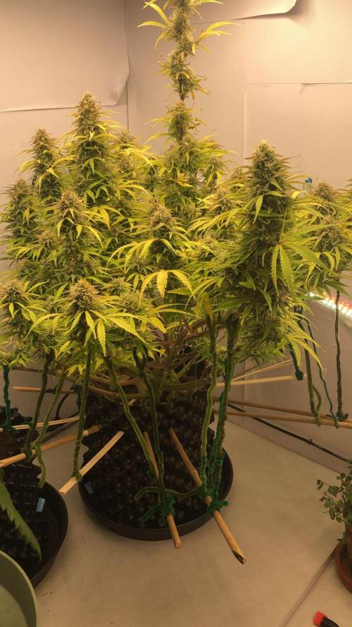 Sour Jealousy Auto. Week 11