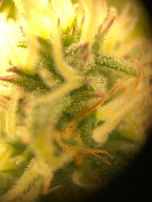 Sour Jealousy Auto. Week 11