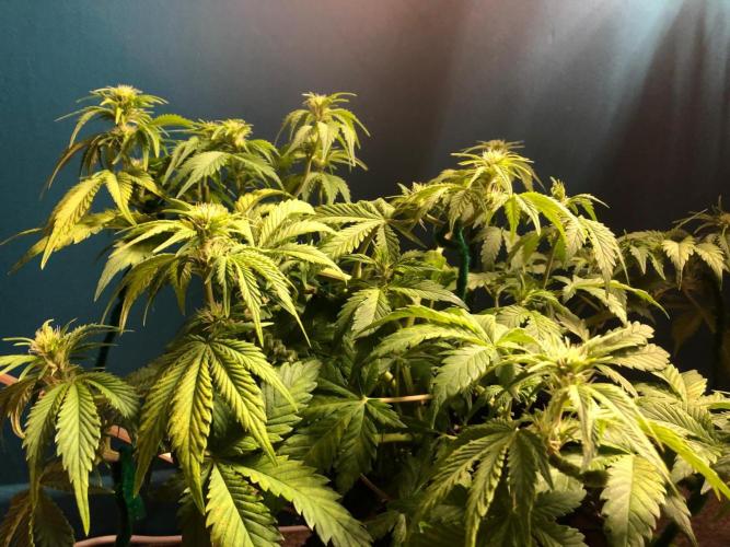 Papaya Cookies Auto. Week 6