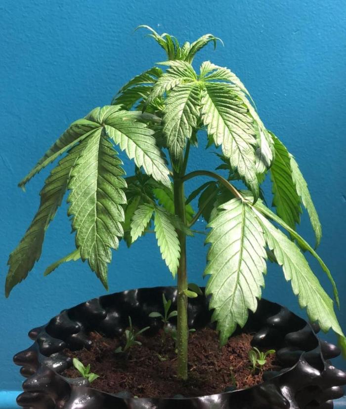 Lemon Cherry Cookies Auto. Week 4 - Day 24