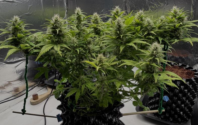 Papaya Cookies Auto. Week 7