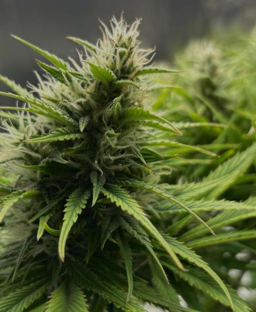 Papaya Cookies Auto. Week 7