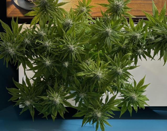 Papaya Cookies Auto. Week 7