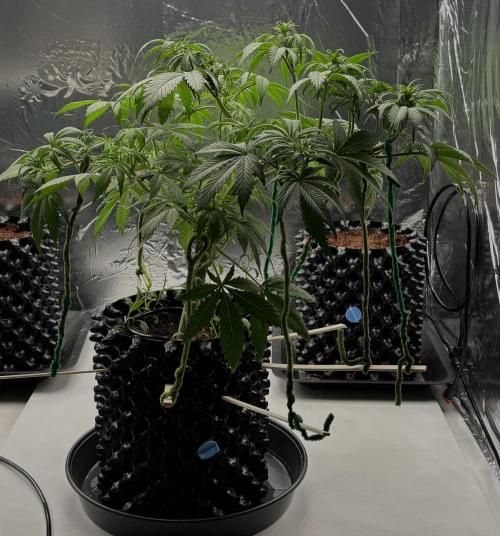 Lemon Cherry Cookies Auto. Week 6 - Day 38